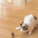 GreenBall® – Bolinha Automática Antiestresse para Gatos