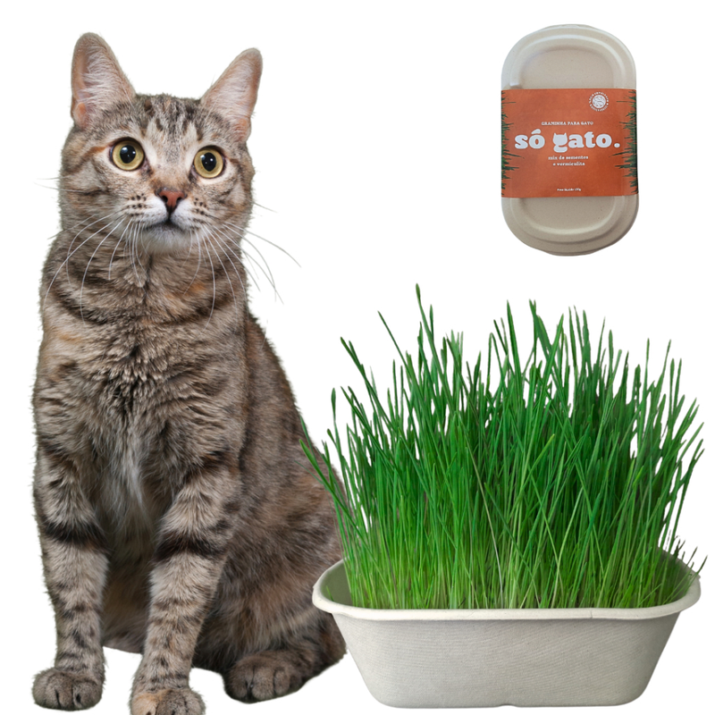 Graminha Para Gato Pet Digestiva - Mix Sementes (Petisco 100% Natural)