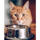 Suplemento Gato 250g Queda de Pelo Imunidade Forte Ômega 3 Probióticos e Vitaminas para Saúde Felina